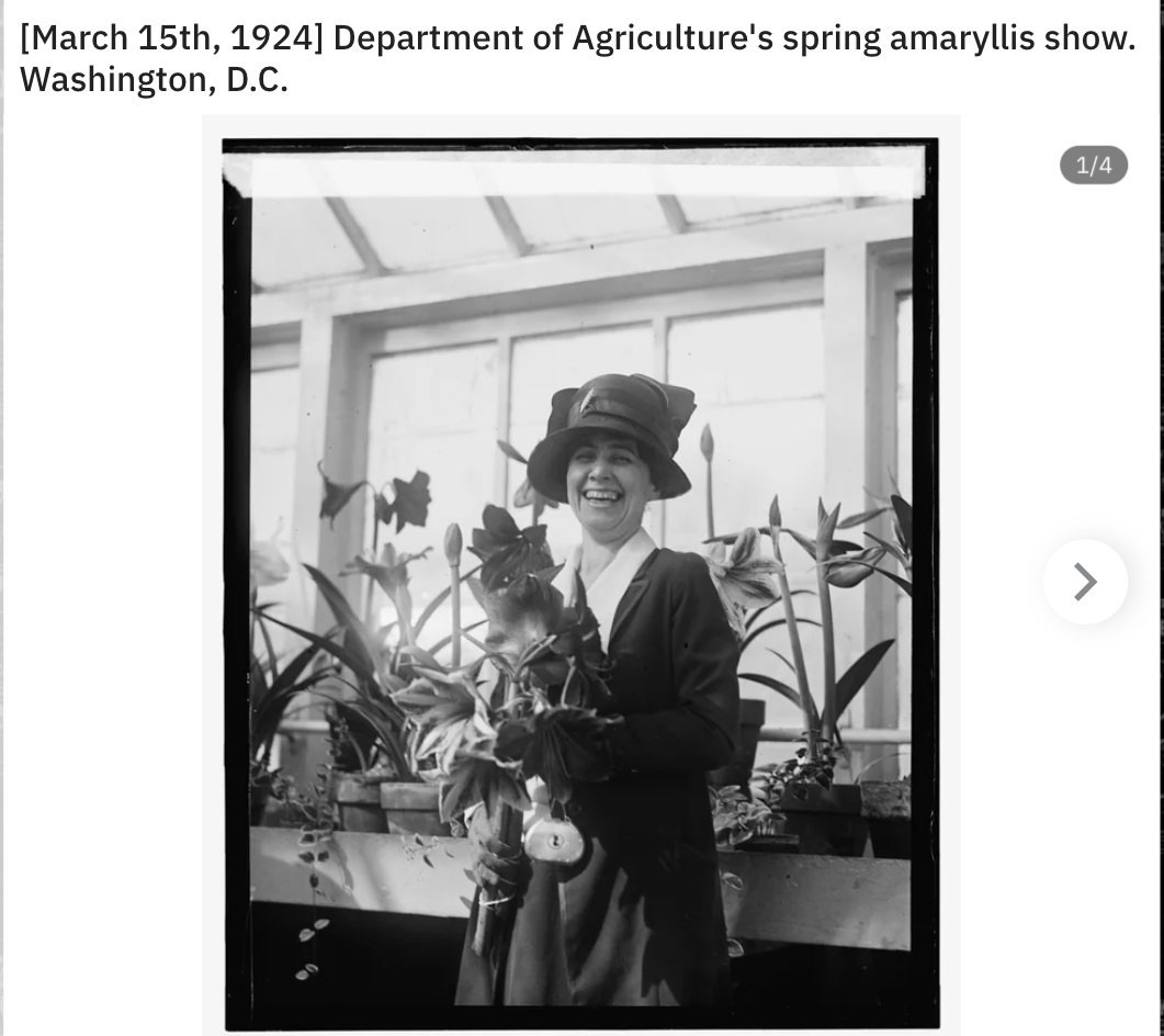 snapshot - March 15th, 1924 Department of Agriculture's spring amaryllis show. Washington, D.C. > 14